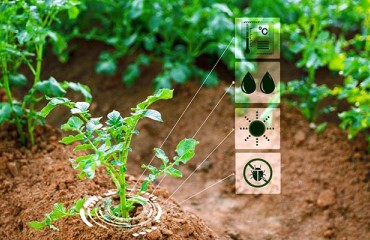 Assisting Indian Farmers in Maximizing Potato Yields