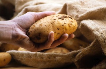 Grade 1 White Packing Potatoes EXW England Price Up Two Digits