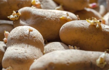 Providing Early Generation Potato Seeds to Wisconsin's Producers