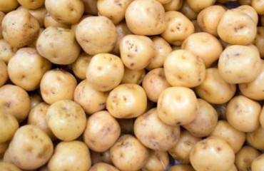 Dominica Authorities Encourage the Purchase and Consumption of Locally Grown Potatoes