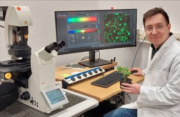 Elucidating Potato Tolerance to Single and Combined Abiotic Stresses