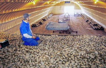 Novel Remote Monitoring and Intelligence Platform for Potato Storage Management