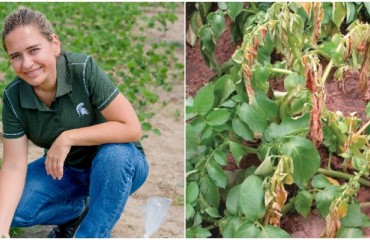 Exploring Sustainable Management Strategies for the Potato Early Die Complex