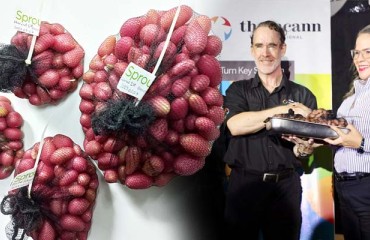 Growing ‘Karú’ Potato Variety Under Controlled Climatic Circumstances in Panama