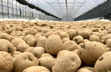 Negative Evolution of the Total Canadian Potato Storage Holdings