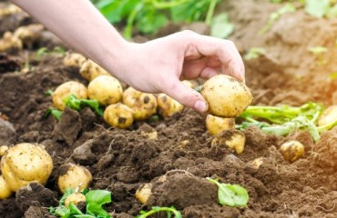 Finding Higher-quality Potatoes Through Science and Hard Work