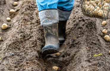 Agrico Announced a EUR35.50 per 100 kg of 2002 Potato Seeds Crop
