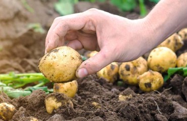 Removing Undesirable Genes to Create Superior Potato Varieties