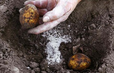 The U.S. Potato Industry's 2022 Agricultural Chemical Use Survey