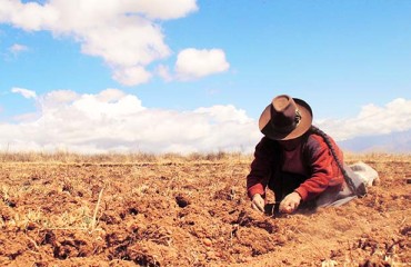 Fostering Potato Partnerships for Food Security