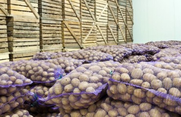 Potato Cold Storages: Key Challenges and Cost-Saving Solutions