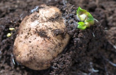Manitoba Province Reported Having Seeded Around 60% of its Potato Crop
