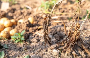 A 10% Drop in Potato Production for Portugal This Year