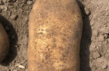 New Environmental Regulation May Jeopardize Dutch Potato Crops