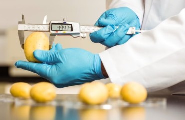 A New National Standard for Table Potatoes in Ukraine
