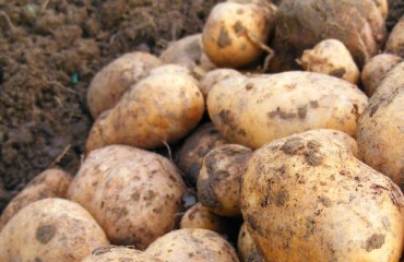 European Potato Crops ‘Quite Poor to Date’