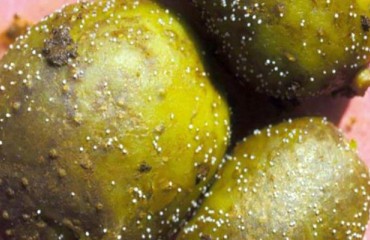 The Pale Potato Cyst Nematode Presence in Latvia Triggered Phytosanitary Measures
