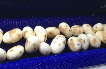 Continuous Peeling for Potato Chip Manufacturers