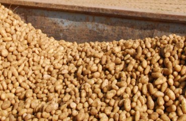 Significant Israeli Potato Exports in 2023