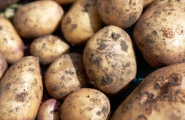 Old Crop Potatoes Push Prices Up in Northern Europe