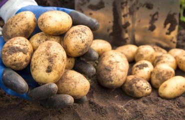 Washington Potato Producers Can’t Keep Up With Demand