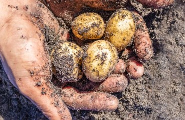 Fuel and Fertilizer Account for 25% of the South African Potato Production Input Costs
