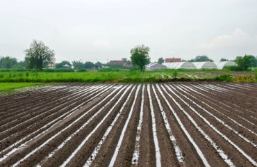 European Potato Crops Relatively Stable After Recent Rainfalls