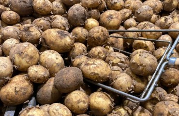 A Three-digit Year-on-year Potato Percentage Price Increase in June 2023