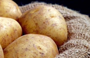 A Persistent Potato Export Demand and a Delay in Planting in Northern Europe