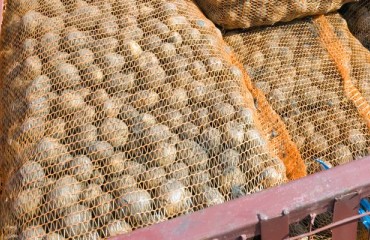 Total Canadian Potato Storage Holdings Down From 2022 Figures