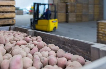 The US Potato Stocks on June 1 are Down from 2022