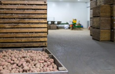 EU Potato Markets are Supported by Imports from Israel and Egypt