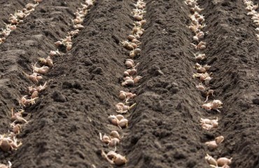 Idaho Potato Seeded Hectares Higher than Those of 2022