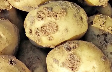 Potato Wart Detection Confirmed by The Canadian Food Inspection Agency