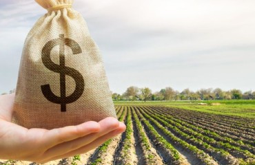 Alberta’s Potato Sector Contribution to Its Economy Reached USD2.87bn in 2022