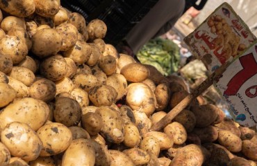 Increased Interest of European Importers in Egyptian Potatoes