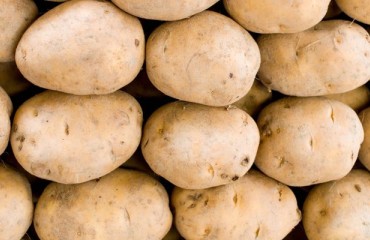 The 2022-2023 PotatoNL Processing Season Has Been Concluded