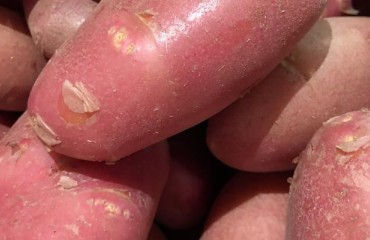 Old Crop Potatoes are Becoming Scarce Across Europe