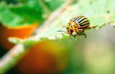 The Colorado Potato Beetle Reappeared in the UK After More Than Four Decades
