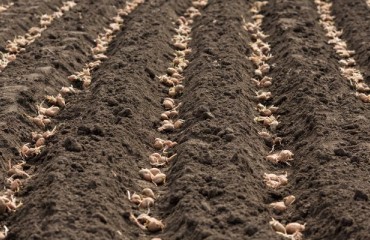 The NEPG Ware Potato Cultivated Area Has Grown by 2 to 3%