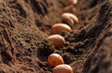The U.S. Potato Seeding Hectarage Grew This Year