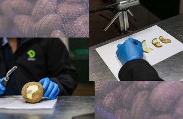 Lower Risk of Potato Bruising and Supermarket Waste Through the TuberTurgor Project