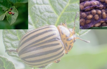 Spud Buyers in the Canary Islands are Concerned About the Potato Beetles Found in UK Crops