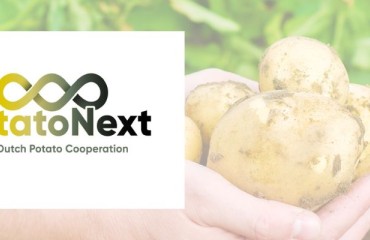 A New Independent Cooperative of Common Consumption Potatoes