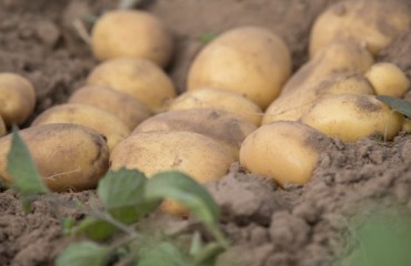 European Potato Market is Focused on Clearing Contracts