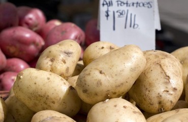 European Processing Potato Prices Continue to Decline