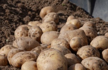 The Bulk of European Potato-producing Countries Enjoy Optimum Growth Conditions
