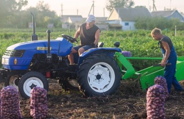 Potato Prices in Ukraine Have Dropped