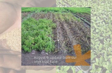 Hybrid Potato Varieties Fight Late Blight