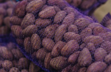 Additional 3,000 Tons of Kurdish Potatoes Requested by the UAE